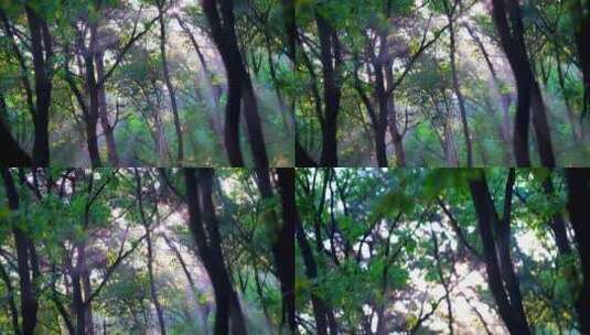逆光下的树叶高清在线视频素材下载