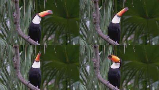 一只普通巨嘴鸟站在树枝上高清在线视频素材下载