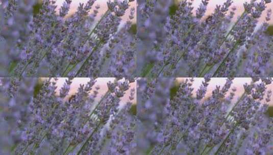 蜜蜂在薰衣草花中采花蜜高清在线视频素材下载