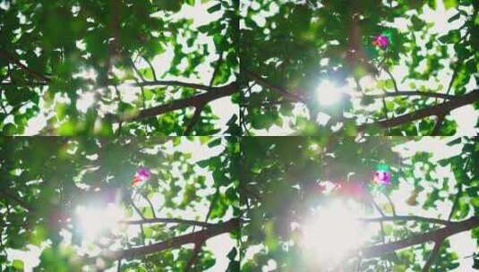 阳光穿过树叶-随风飘动高清在线视频素材下载