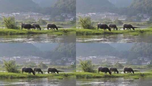 河边水牛吃草 养牛 放牛 牛吃草高清在线视频素材下载