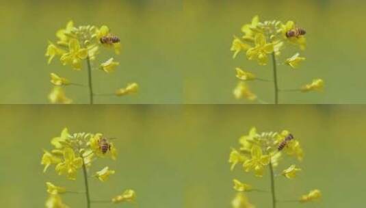 春天油菜花蜜蜂采蜜高清在线视频素材下载