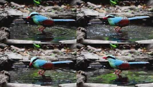 彩色的鸟在水里戏水高清在线视频素材下载