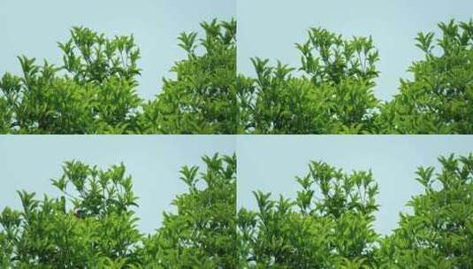 树叶树木枝头高清在线视频素材下载