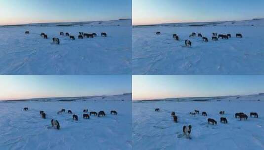 北方冬天荒原中刨雪觅食的马群高清在线视频素材下载