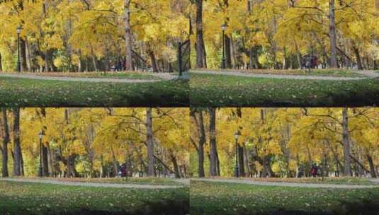 秋天的公园步道素材高清在线视频素材下载