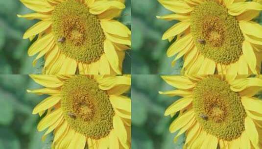 夏天向日葵蜜蜂采蜜高清在线视频素材下载