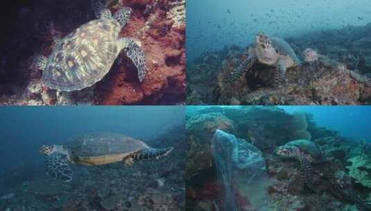 【合集】海龟 海洋生物 龟高清在线视频素材下载