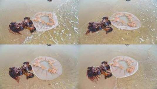 海边沙滩上海浪与搁浅的水母 4K 慢镜头高清在线视频素材下载
