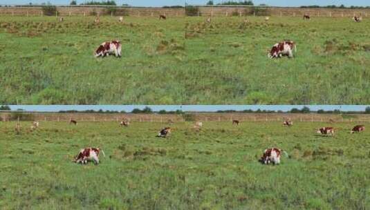 牛在草地上吃草高清在线视频素材下载