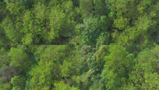 群山 绿树 航拍 3高清在线视频素材下载