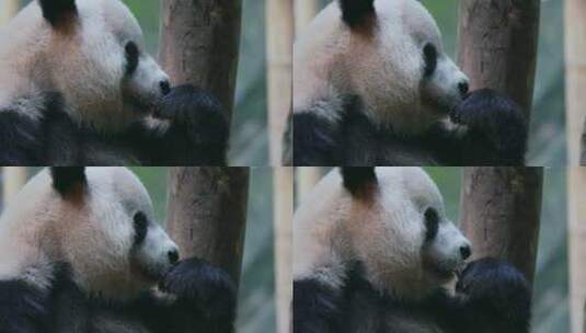 熊猫舔手指高清在线视频素材下载