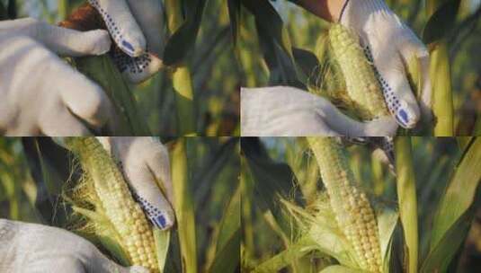 剥玉米玉米棒粒特写高清在线视频素材下载