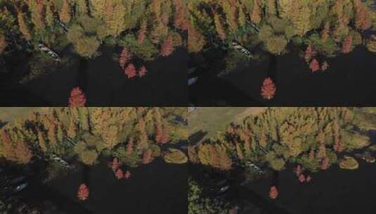 大理丽江湖泊森林树林秋天秋景秋季航拍高清在线视频素材下载