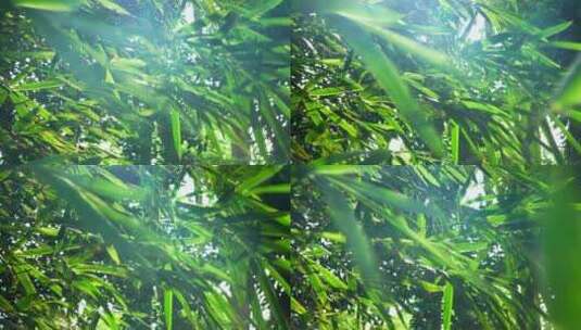 阳光下江南园林竹子竹叶逆光的炫光光影高清在线视频素材下载