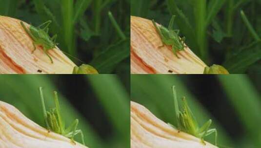 蝈蝈位居特写高清在线视频素材下载