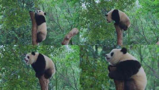 熊猫爬树金鸡独立视频高清在线视频素材下载