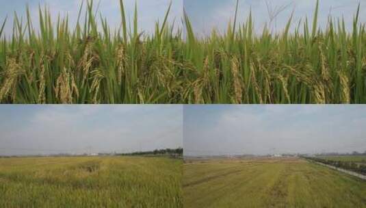 稻米上升见稻田高清在线视频素材下载