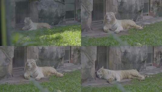 2023广州动物园游览老虎白虎高清在线视频素材下载