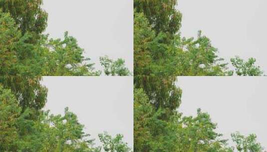 树梢上的灰鹭挥动翅膀高清在线视频素材下载