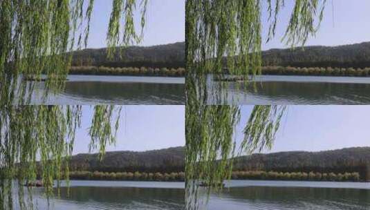 中国杭州西湖风吹柳条飘动 游船驶过高清在线视频素材下载