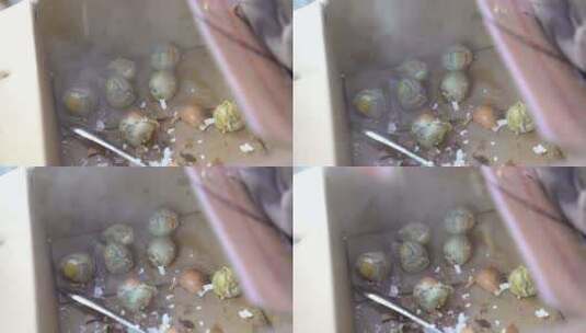 纸箱里的毛鸡蛋高清在线视频素材下载