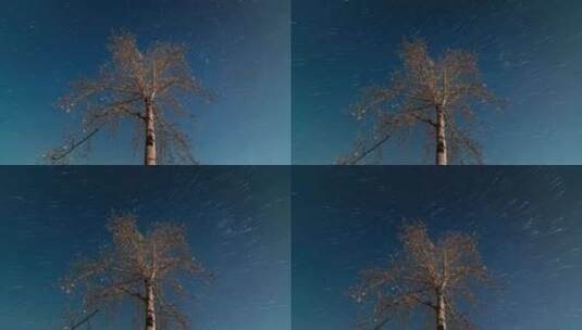 一棵大树的星轨延时高清在线视频素材下载