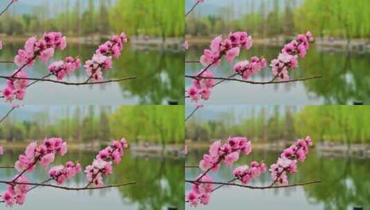 春天盛开的粉色樱花高清在线视频素材下载