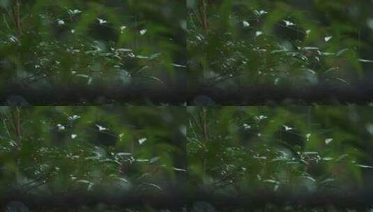 春天雨季雨滴树林树叶升格空镜高清在线视频素材下载
