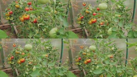 番茄西红柿种植基地高清在线视频素材下载