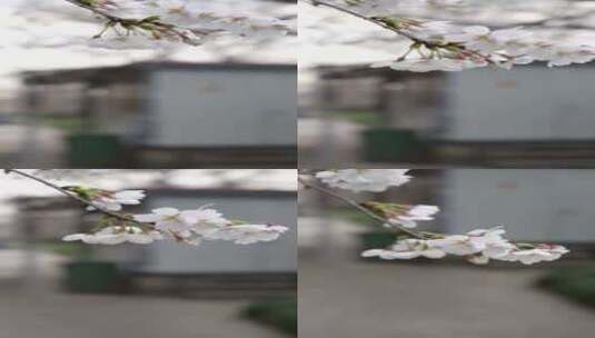 浪漫樱花盛开竖屏4k高清素材高清在线视频素材下载