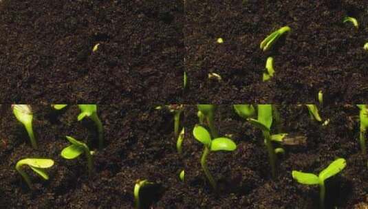 植物生长发芽延时高清在线视频素材下载