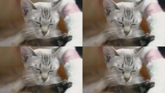 宠物暹罗猫舔爪高清在线视频素材下载