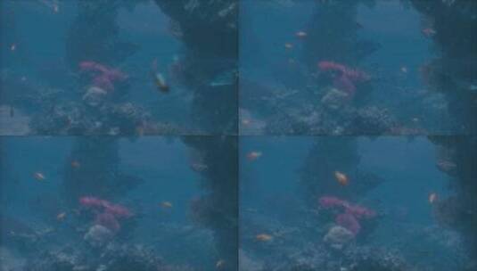 一群鱼在珊瑚礁周围游泳高清在线视频素材下载