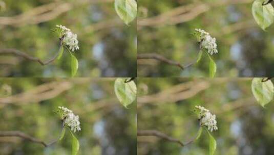 梨花/豆梨花高清在线视频素材下载