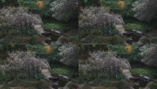 雨天园林白梅盛开古风意境高清在线视频素材下载