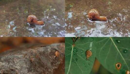 蜗牛蜗牛高清在线视频素材下载