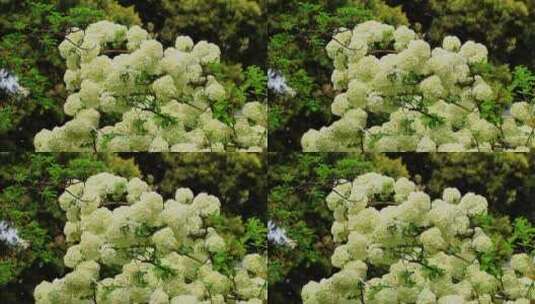 春天的园林绿化植物绣球树实拍片段高清在线视频素材下载