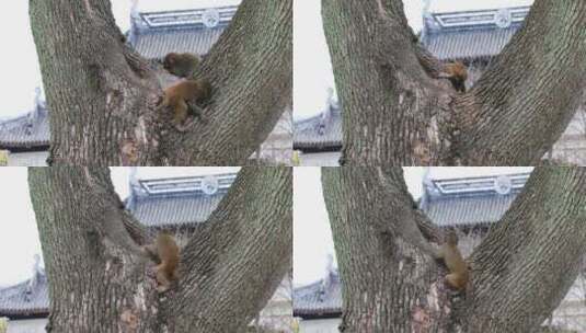 树上玩耍的可爱猴子 苏州上方山野猴高清在线视频素材下载