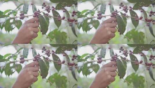 埃塞俄比亚咖啡发源地种植园高清在线视频素材下载