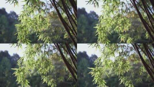 春天阳关透过竹林竹叶风吹竹叶竹林光影高清在线视频素材下载