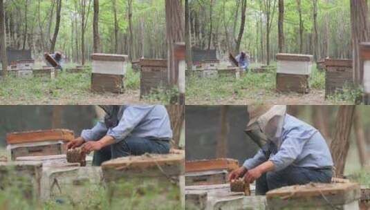 养蜂人观察养蜂场的蜜蜂高清在线视频素材下载