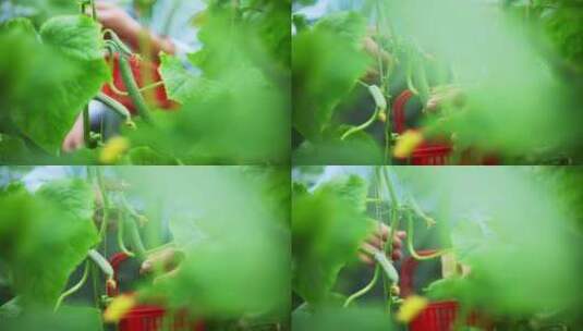 年轻男人蔬菜大棚内采摘小黄瓜高清在线视频素材下载