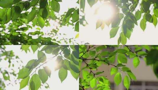 逆光树叶 阳光透过树叶高清在线视频素材下载