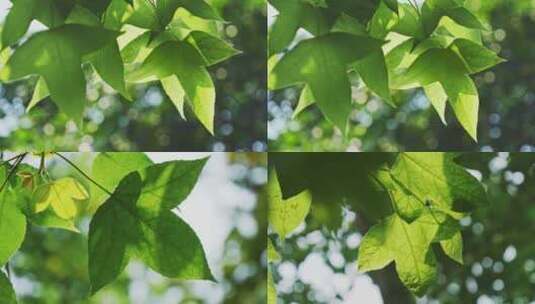 清新绿叶枫叶自然空镜高清在线视频素材下载