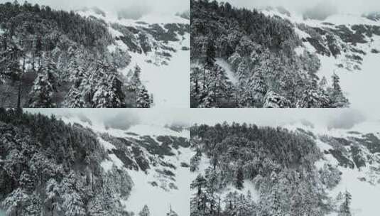 云南香格里拉巴拉格宗雪山森林雪松全景高清在线视频素材下载