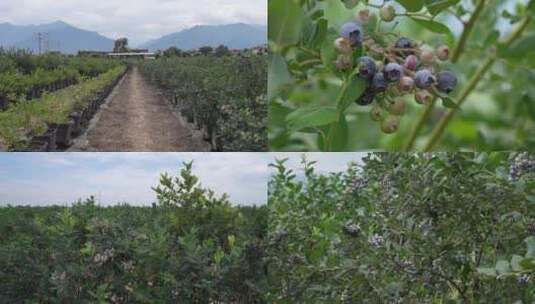 蓝莓种植园合集高清在线视频素材下载