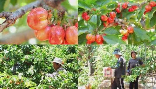 摘樱桃 樱桃 农场 三农 樱桃种植基地高清在线视频素材下载