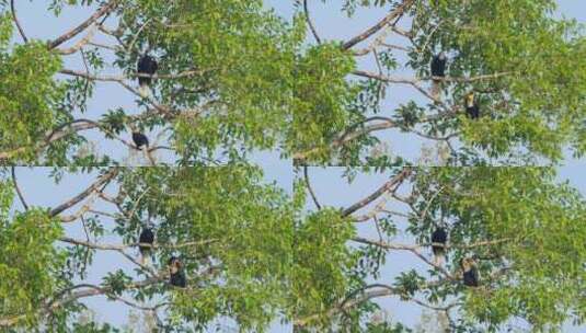 下面的雄性跳到左边，另一个树枝更高，而雌高清在线视频素材下载