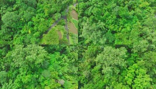 中国科学院西双版纳热带植物园HDR航拍高清在线视频素材下载